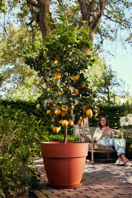 vibia campana rond 65cm terra